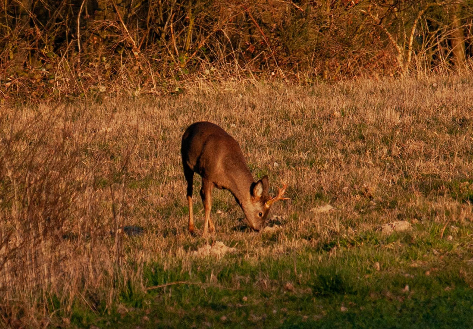 Heute Abend in der Abendsonne 3