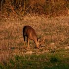 Heute Abend in der Abendsonne 3