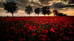 Heute Abend...Mohnschein