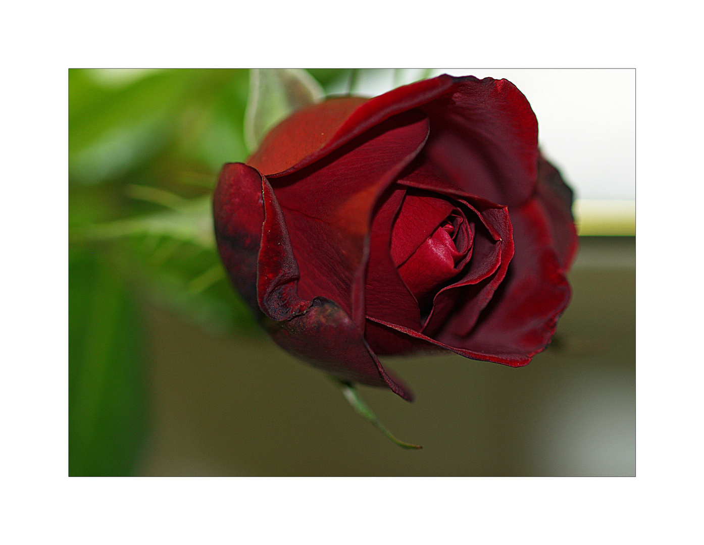 Heute also um einen tag verspätet sende ich euch diese rose als sogenannte valentinsblume