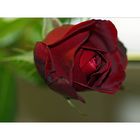 Heute also um einen tag verspätet sende ich euch diese rose als sogenannte valentinsblume