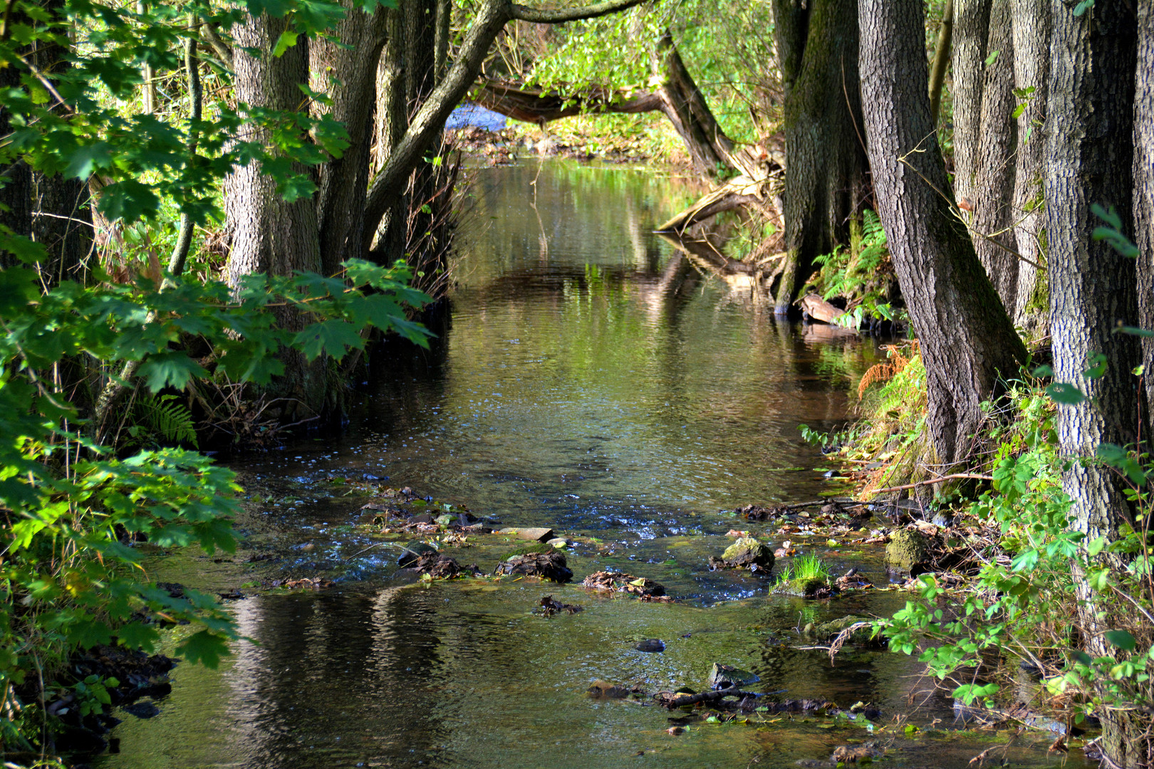 heute am Bach...