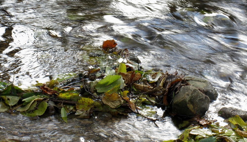 Heute am Bach