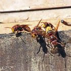 Heute am Bienenstand