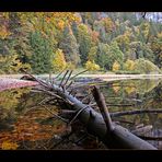 heute am Feldsee...