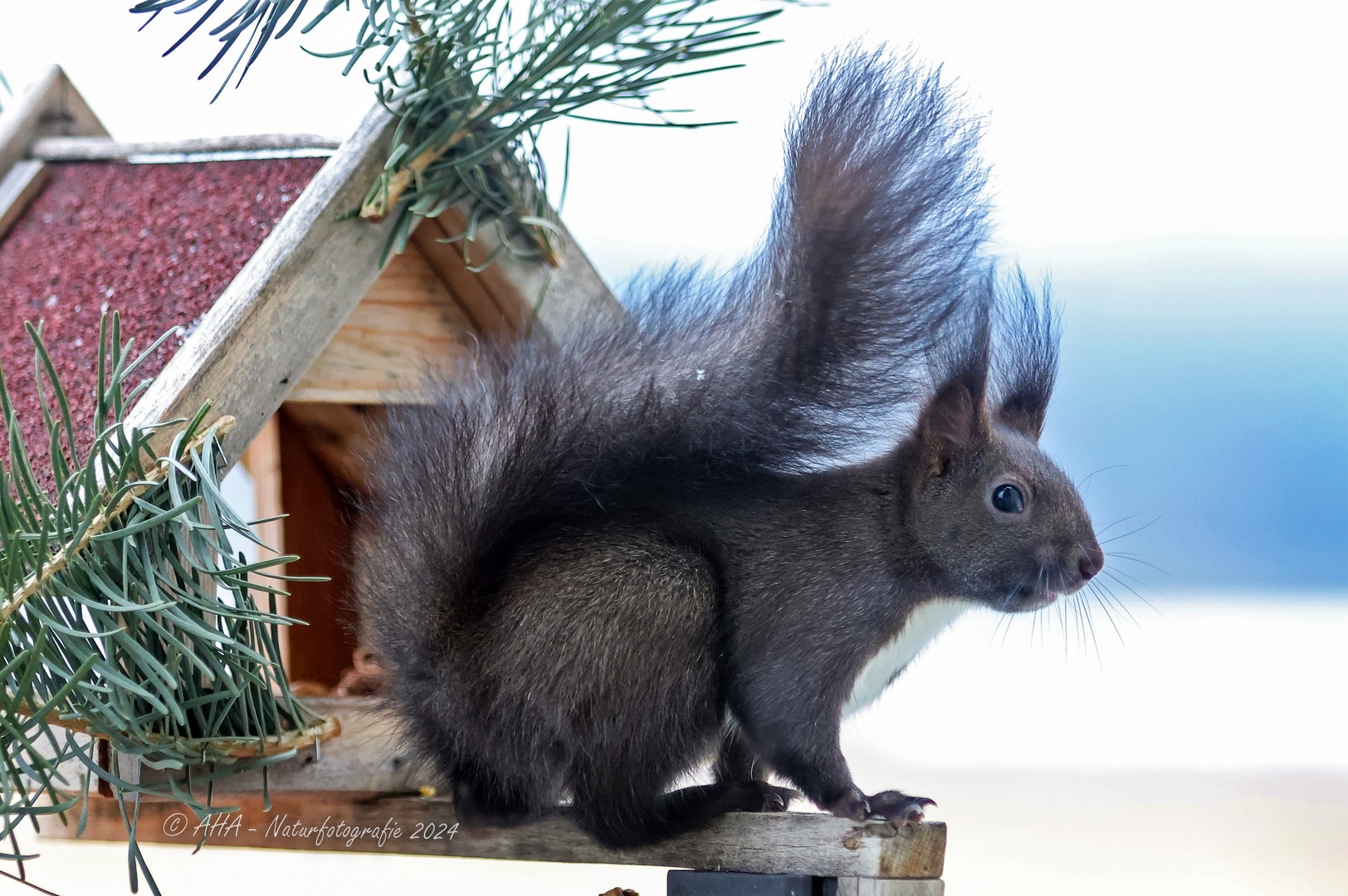 Heute am Futterhäuschen - 3