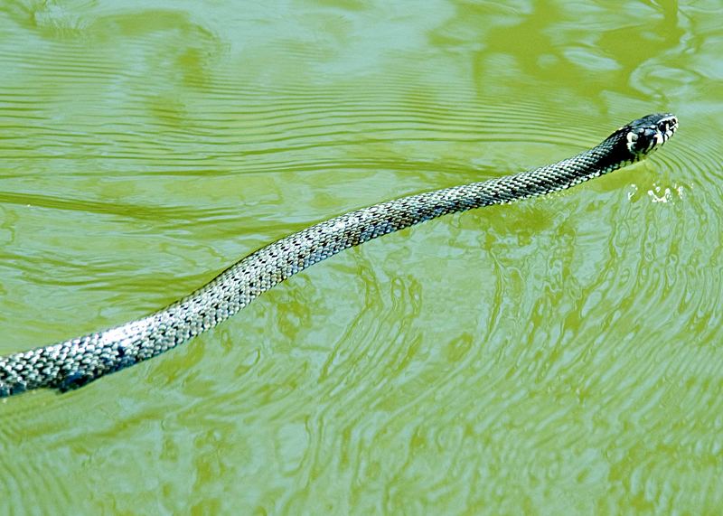 Heute am Kanal beim schwimmen