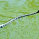 Heute am Kanal beim schwimmen