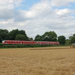 Heute, am Kornfeld...;-)