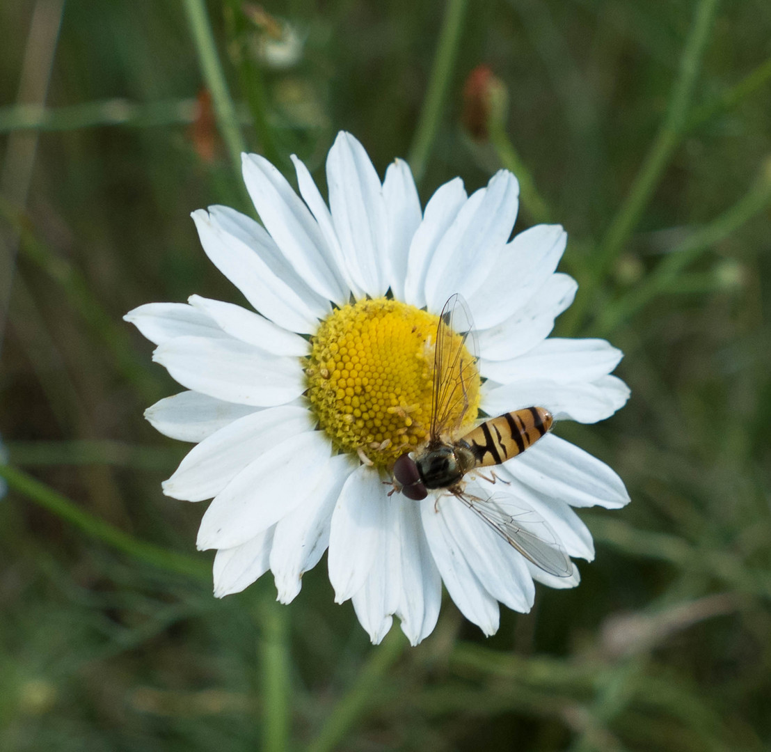 Heute am Marchfeldkanal (1)