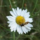 Heute am Marchfeldkanal (1)