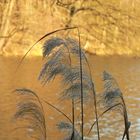 Heute am Maxsee