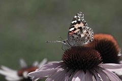 Heute am Morgen im Garten...