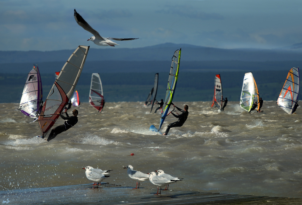 Heute am Neusiedlersee