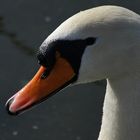 Heute am Rhein