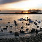 Heute am Rhein in Leverkusen-Hitdorf