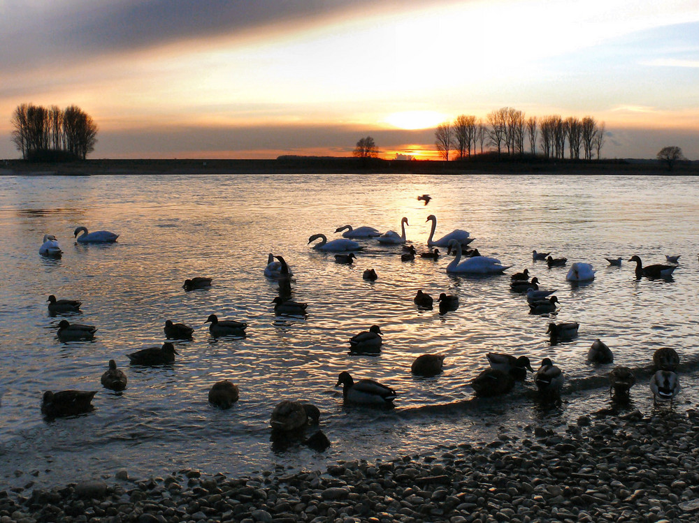 Heute am Rhein in Leverkusen-Hitdorf