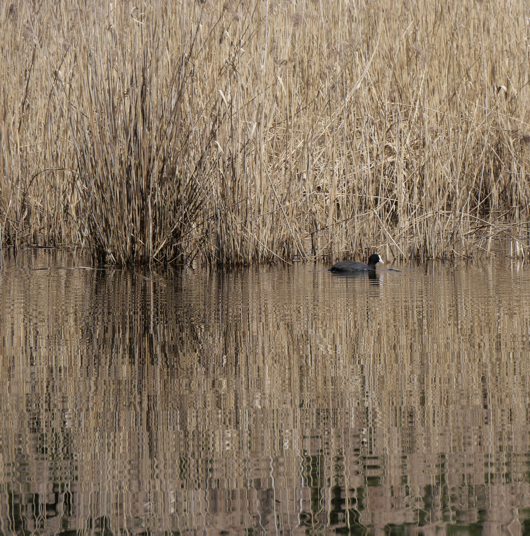 Heute am See