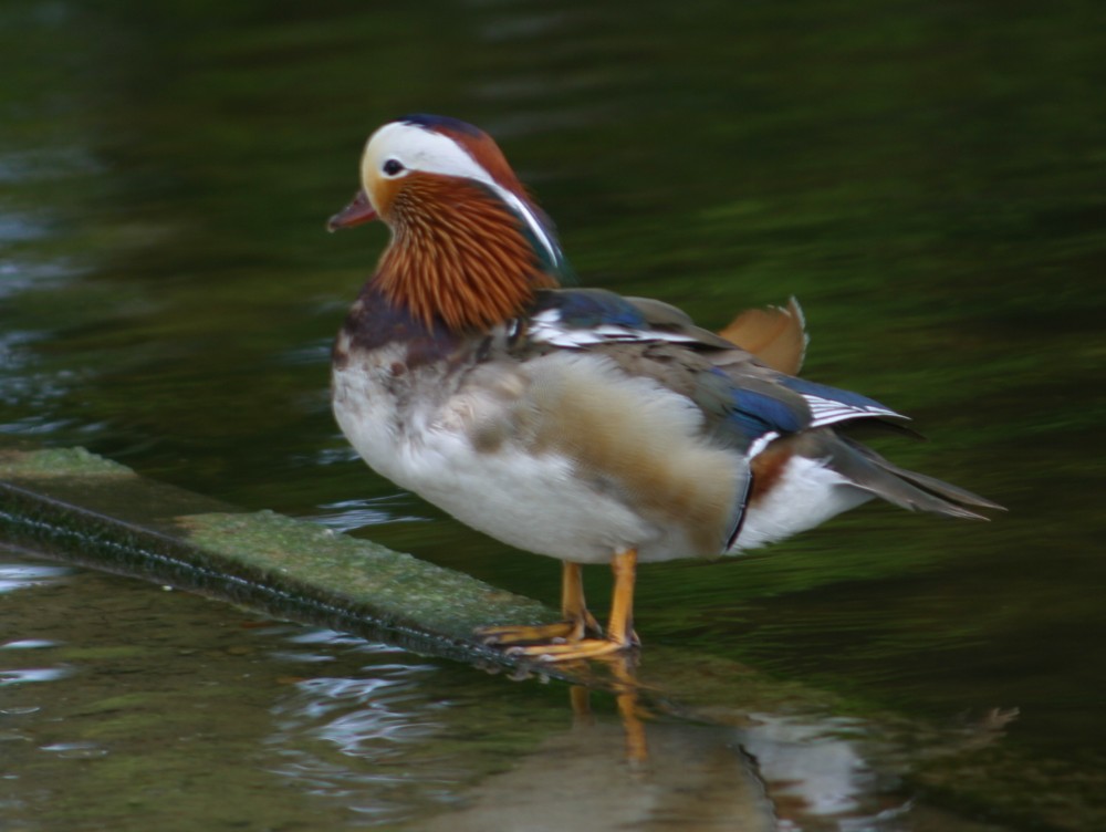 Heute am Spanadauer See. Mandarin Ente (Seltener Besuch)