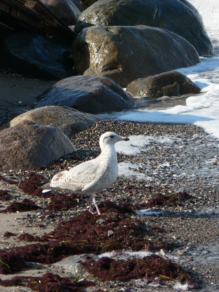 ...heute am strand 4...