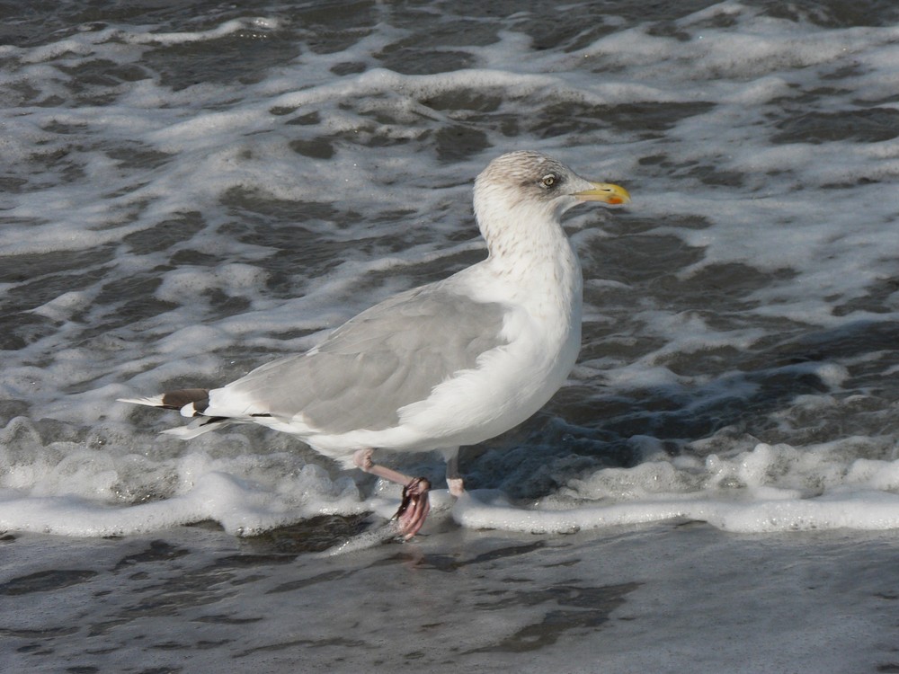 ...heute am strand3..