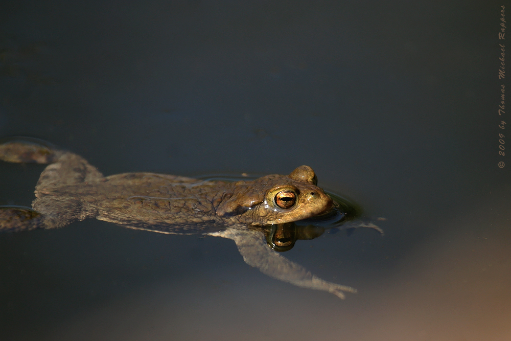 Heute am Teich ...