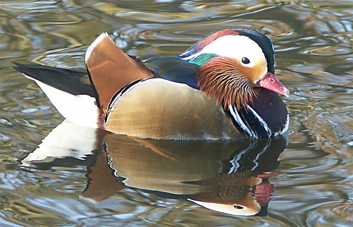 Heute am Teich!