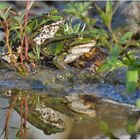 Heute am Teich . . .