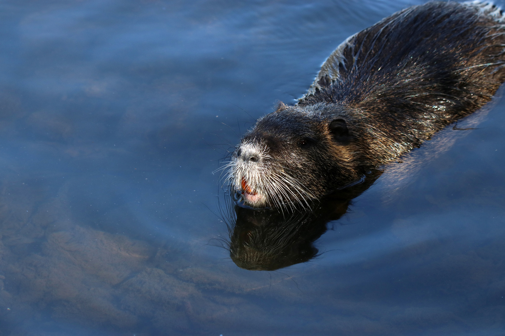 Heute am Teich Foto & Bild tiere, wildlife, säugetiere Bilder auf