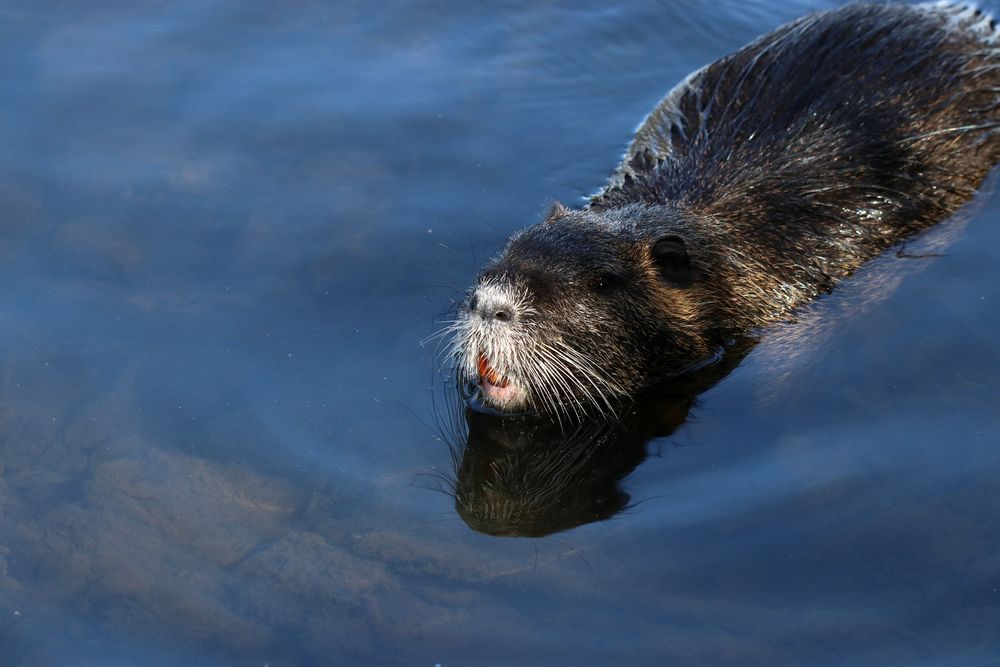 Heute am Teich Foto & Bild tiere, wildlife, säugetiere Bilder auf