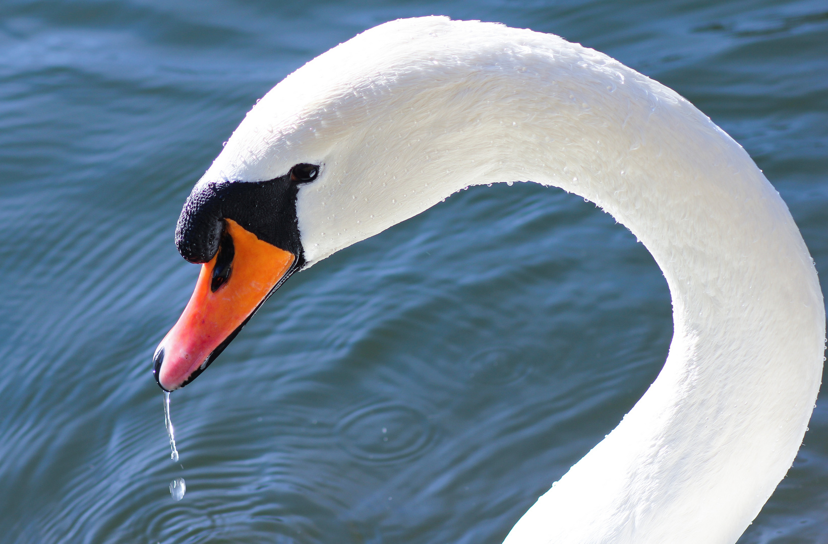 Heute am Teich...