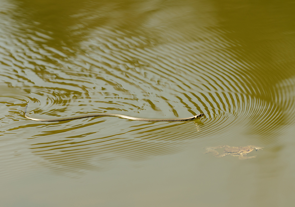 Heute am Teich