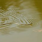 Heute am Teich