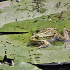 Heute am Teich II