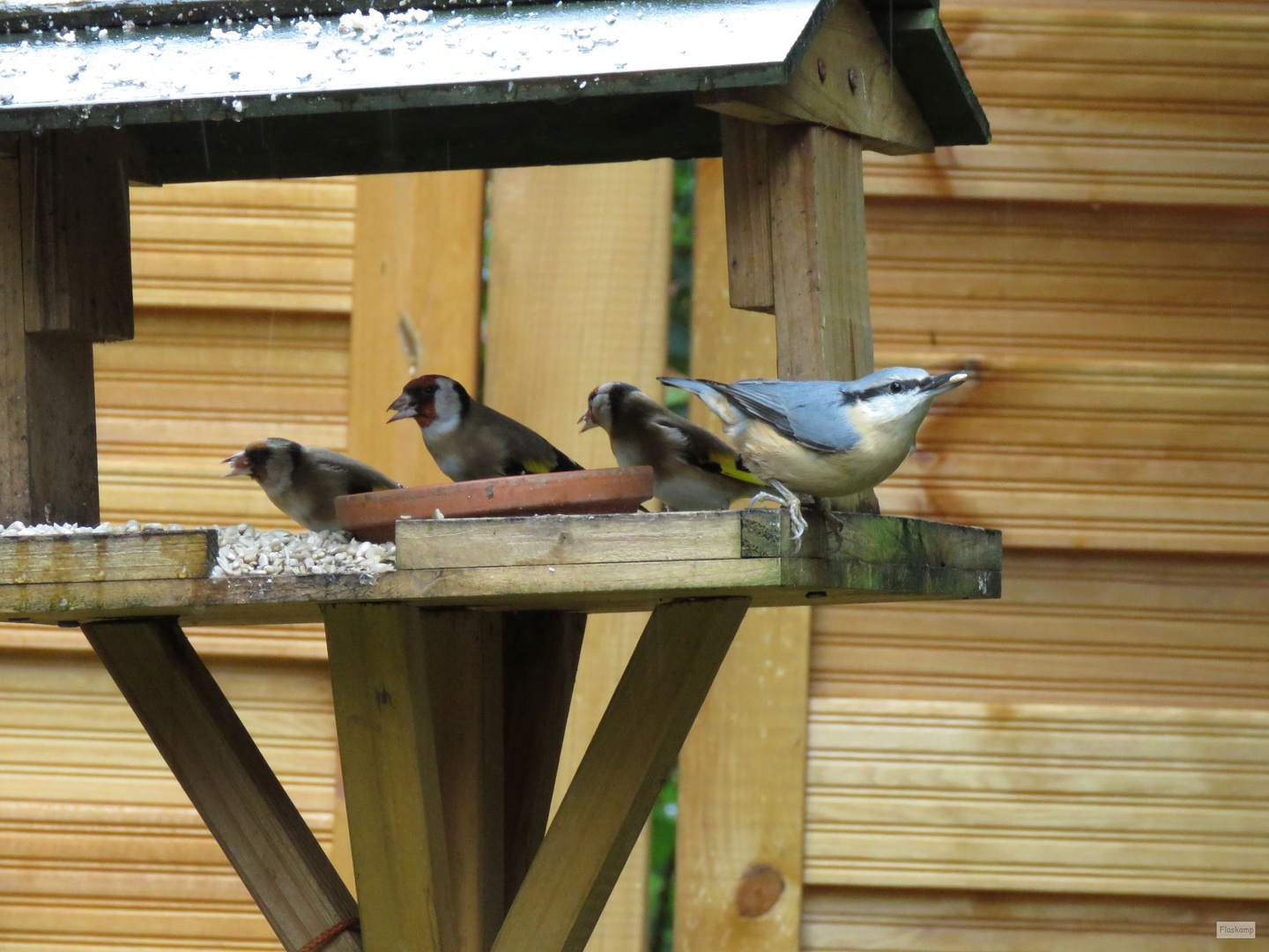 Heute am Vogelhaus....