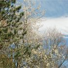 heute am Waldfriedhof (3)