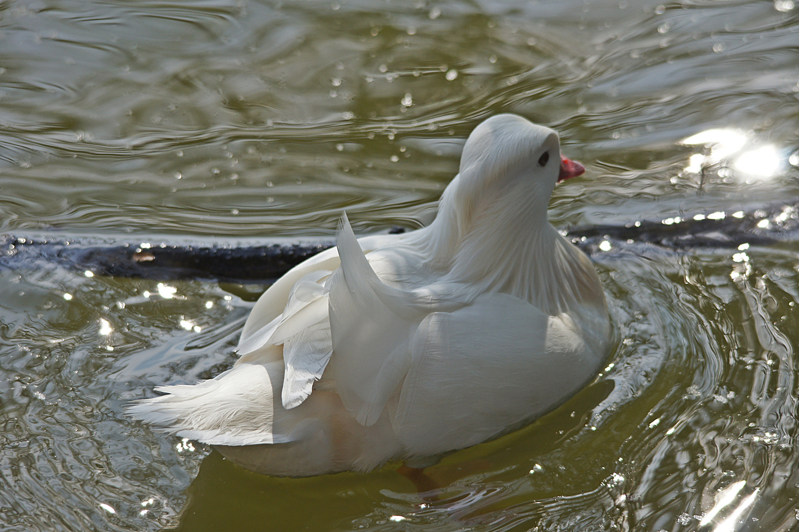 Heute am Wasserschloß Monrepos 12