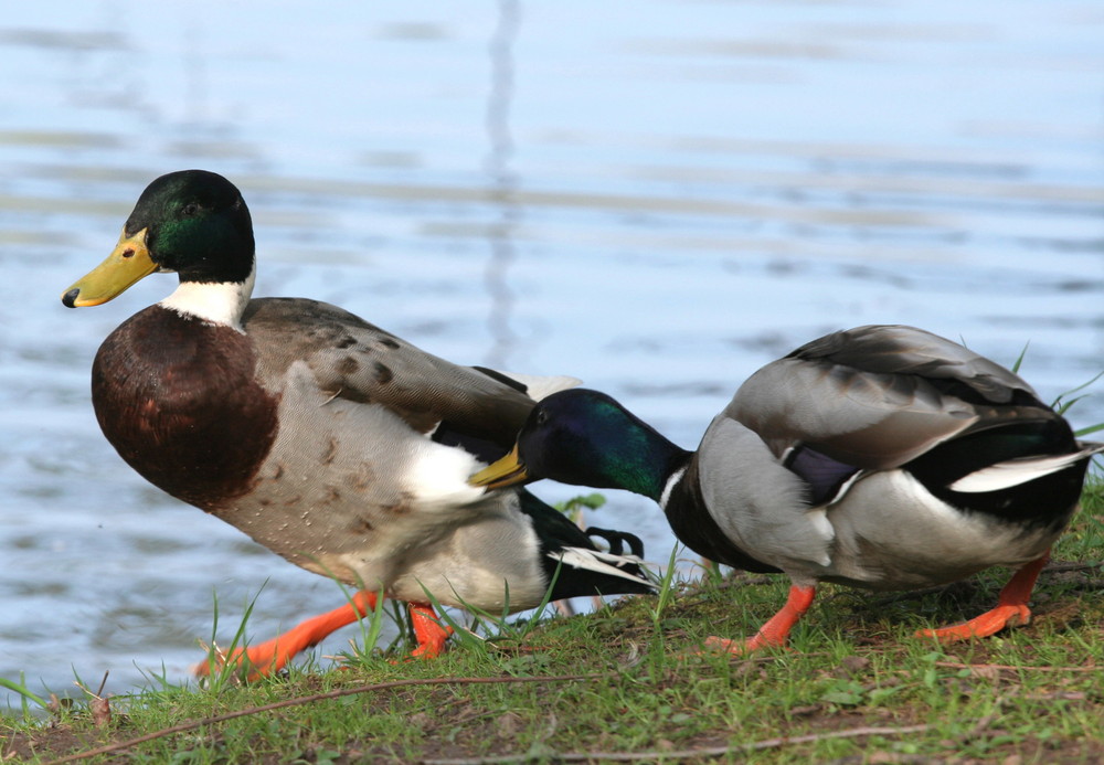 Heute am Weiher