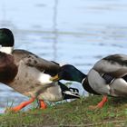 Heute am Weiher