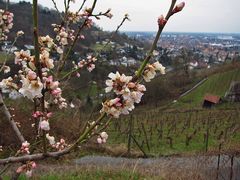 Heute an der Bergstraße