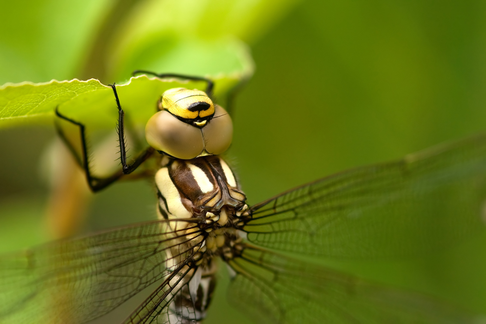 Heute an einem kleinen Teich entdeckt