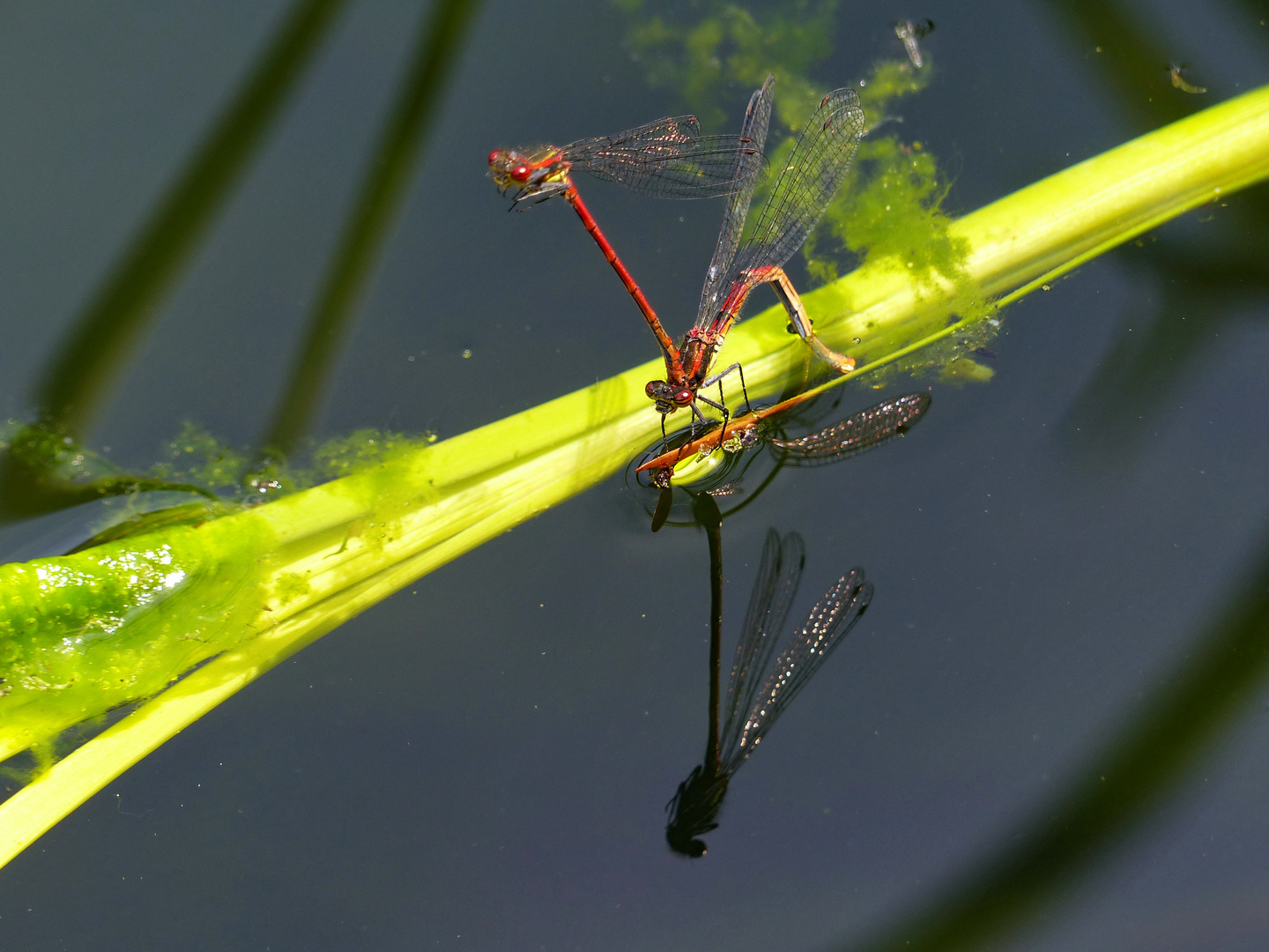 Heute an unserem Teich Foto & Bild tiere, wildlife, libellen Bilder