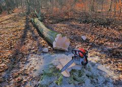 heute: Arbeitseinsatz im Wald