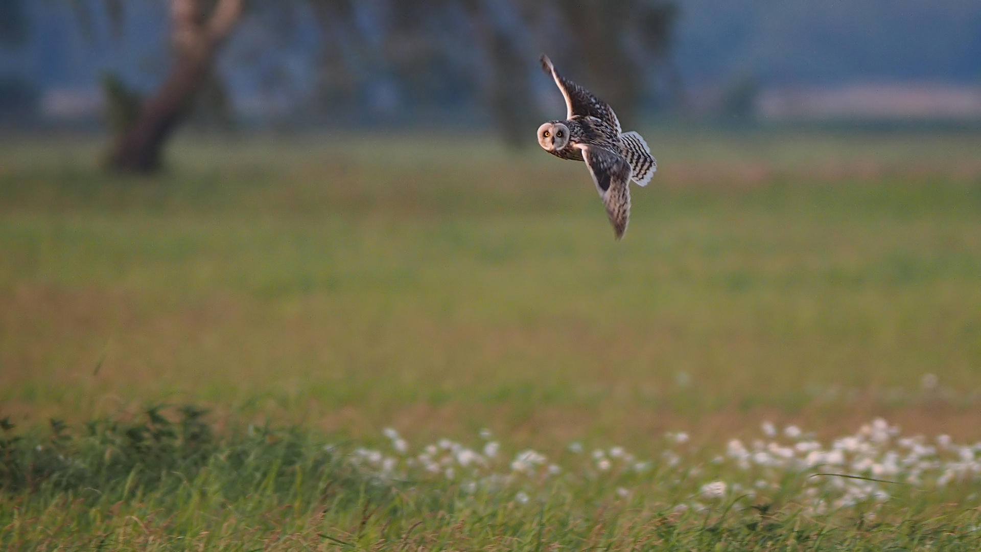 Heute Asio Flammeus