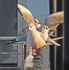 Heute auf dem Landungssteg der Fährschiffe