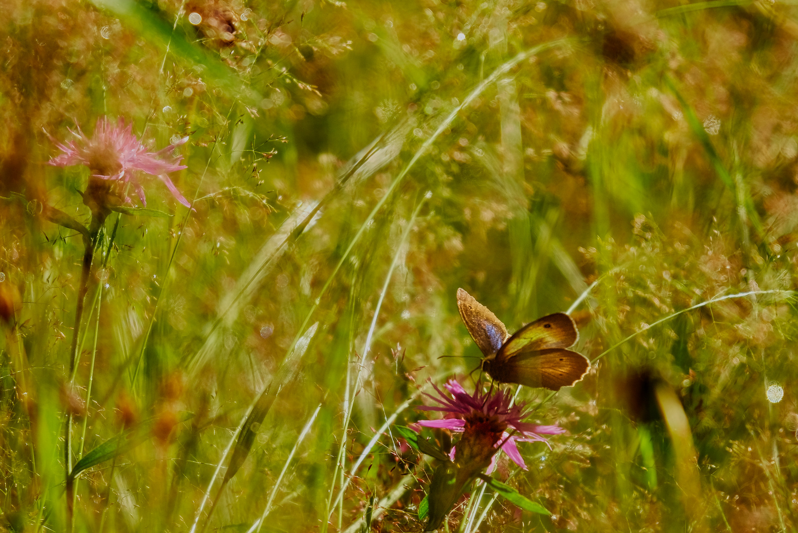 heute auf der Blumenwiese