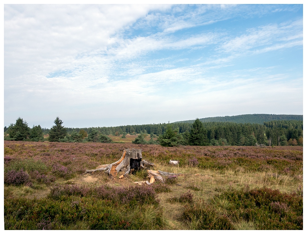 Heute auf der Hochheide