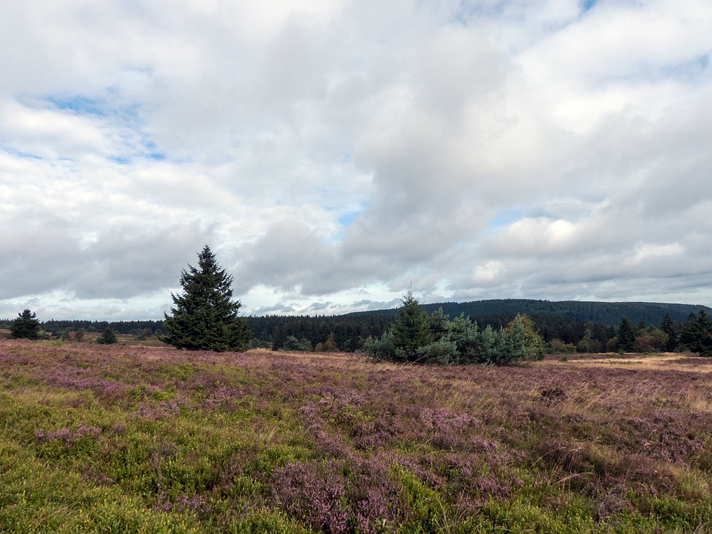 Heute auf der Hochheide