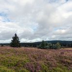 Heute auf der Hochheide