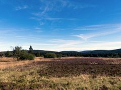 Heute auf der Hochheide